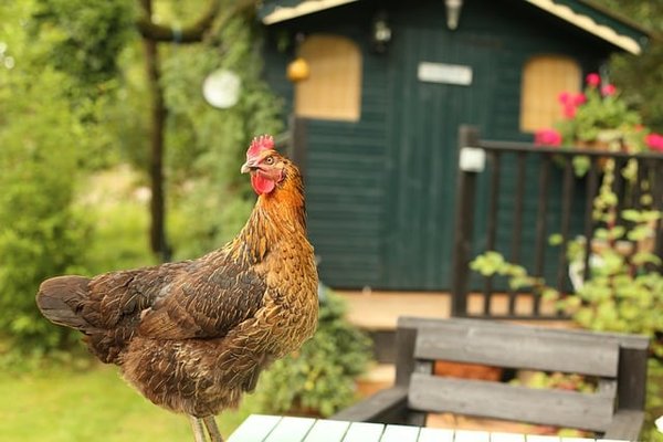 Pourquoi utiliser les poules comme des alliés au quotidien au jardin ?