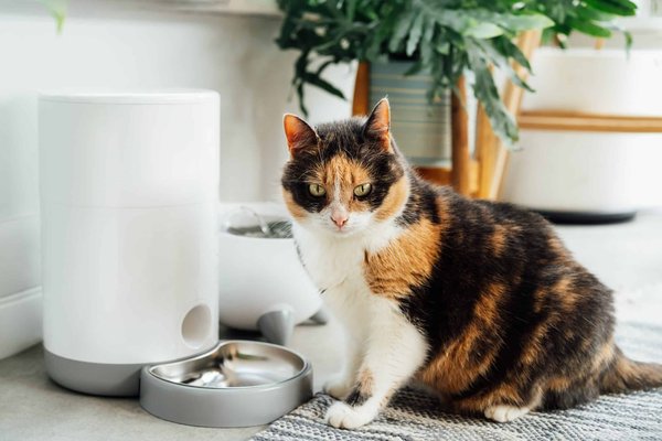 Meilleures Fontaines à Eau pour Chats